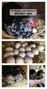 10 Signs You Have A Broody Hen Timber Creek Farm Hatching Chickens Broody Chickens Backyard