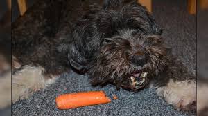 Carrots are one of the most popular root vegetables eaten around the world. Can Dogs Eat Carrots Home Made Carrot Recipe For Dogs Petmoo