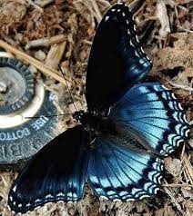 Wonderland Beautiful Butterflies Blue Butterfly Insects