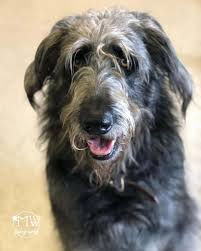 (located 40 minutes east of toronto). German Shepherd Poodle Mix Vet Reviews 3 Reasons To Avoid