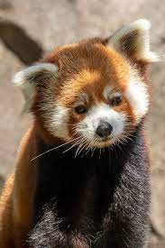 Red Panda Endangered Pandas Animal Lover Cute Animals