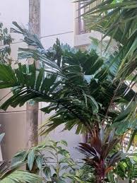 Image result for Aiphanes