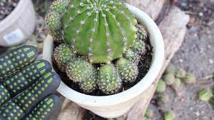 They're long lasting and easy to care for, and with our wide assortment you're sure to find one perfect for anyone on your list. Echinopsis Rainbow Bursts Pup Removal And Giveaway Cactus Gives Birth Youtube