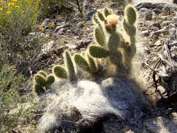 Opuntia snow (opuntia erinacea ursine 'snow') this is a spineless opuntia cultivar that is covered with long white hair instead of spines. On Line Guide To The Positive Identification Of Members Of The Cactus Family