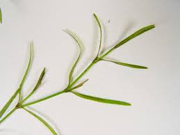 Image result for Najas