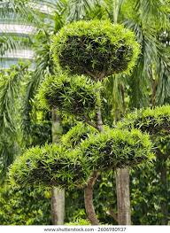 Image result for Polyceratocarpus