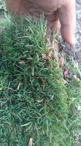 Berikut ini adalah hasil akhir dari proses penanaman dan pengiriman rumput yang kami lakukan. Rumput Lapangan Golf Dan Rumput Lapangan Sepak Bola Yang Cocok Iklim Di Indonesia Tahun 2021 Rumput Taman Malang