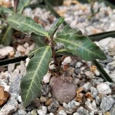 Image result for Raphionacme