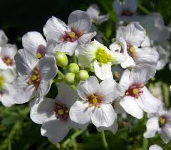 Image result for Crambe