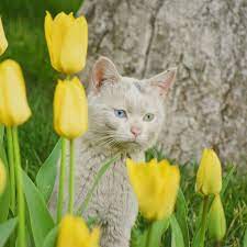 Which Is More Beautiful The Cat Or The Flowers Outdoorcat Flowercat Tulips Cat Cute Cats And Kittens Cute Animals Cats