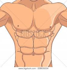 This is the biggest muscle that covers the stomach and the one that we can turn to six pack. Male Press Body Vector Photo Free Trial Bigstock