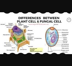 Apr 27, 2018 · the simplest unit of life is the cell. What Is The Structure Of A Plant Cell Wall Quora