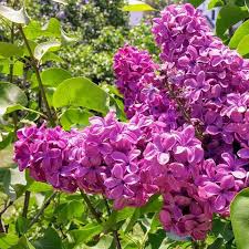 Highland Park in Rochester | Day Trips Around Rochester, NY