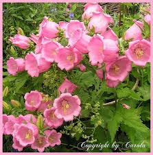 The Huge Pink Bells Flower Seeds Flowers Pink Garden