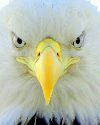 Big Birds With White Heads Pin By Sasha Grace Adams On Beauty Bald Eagle Beautiful Birds Eagles