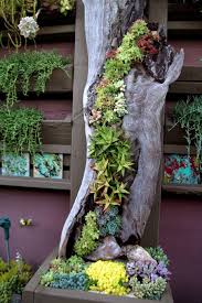 Succulent Cafe Plants Succulents Garden Succulents