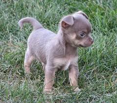 Missy X Boogie Lavender And Tan Smoothcoat Chihuahua Puppy Chihuahua Puppies Chihuahua Dogs Cute Chihuahua