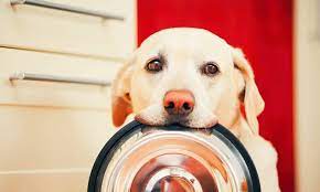 But, we can't continue serving our community without your help! Need Help With Vet Bills Or Pet Food There Are Resources Available The Dogington Post