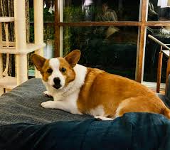 Hugh Collins-Davis: Love hurts