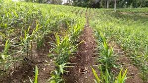 Namun di daerah, pembudidayaan tanaman jahe secara monokultur kurang dapat diterima karena selalu menimbulkan kerugian. Cara Menanam Jahe Merah Yang Untuk Pemula Video