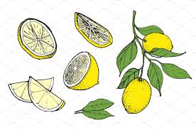 Hand Drawn Lemon Illustration Color Lemon Drawing How To Draw Hands Fruits Drawing