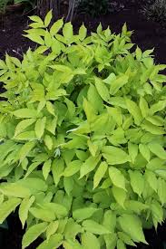 Image result for Rogiera cordata