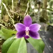 Image result for Indigofera oxalidea