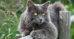 Nebelung Kittens for Sale - Adoptapet