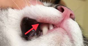 They run the risk of systemic failure due to the aggressive nature of cancer treatments. 6 Causes Of Lip Sores Mouth Ulcers In Cats Walkerville Vet