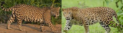 We did not find results for: Jaguar Vs Leopard Javatpoint