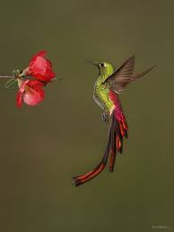 Pinterest Com Mrcafer Youtube Mr Cafer Mrcafer Blogspot Com Animaux Oiseaux Exotiques Photo Animaux