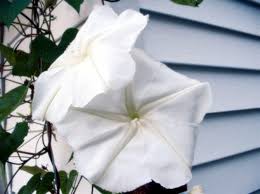A novel (p.s.) by jetta carleton paperback. Toxicity Of The Moonflower Vine Ipomoea Alba Thriftyfun