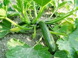 Sie alle bieten sich jedoch zum zucchini anbauen im garten an. Zucchini Anbauen Ertragreiches Allroundtalent Im Garten
