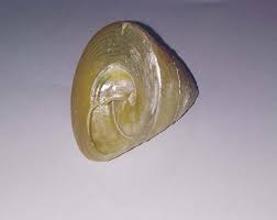 A pooja room helps you feel one with the almighty. Moti Shankh Conch For Wealth Prosperity Rare And Original To Please Goddess Laxmi Shivaago