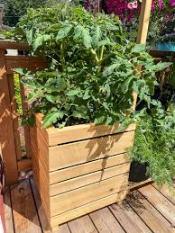 This post is your stopper! Diy Tomato Cage With Free Plans The Handyman S Daughter