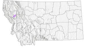 Image result for Megalochlamys