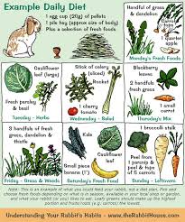 Very Nice Little Week Chart For Bunny Food Rabbit Diet