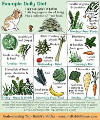 very nice little week chart for bunny food rabbit diet