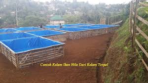 Contoh Kolam Ikan Nila Lengkap Dengan Kelebihan Dan Kekuranganya Ikan Hias Air Tawar Laut Dan Aquarium