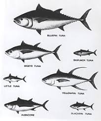 Tuna Wikipedia