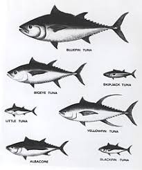 tuna wikipedia