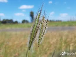 Image result for Dichanthium