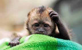 Confused Monkey Is Confused Cute Animals Cute Monkey Cute Animal Pictures