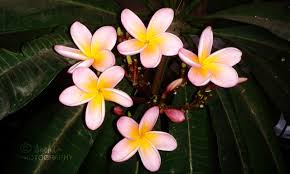 We did not find results for: Plumeria Chafa Flower Flowers