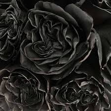 The sale of blooms with delivery is one of our key activities. Black Roses Delivery Luxury Roses From Ecuador Rosaholics
