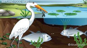 1 pack per class, print: Wetlands Food Web Lesson For Kids Video Lesson Transcript Study Com