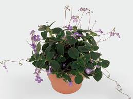 Image result for Streptocarpus leptopus