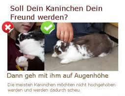 Kaninchen Zahmen Kaninchen Zahmen Raubtiere