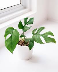Jamie The Sparks Cave On Instagram I M Usually Drawn To Variegated Plants But There S Something About The Simplicity Variegated Plants Plants Variegated