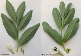 Image result for Vicia faba